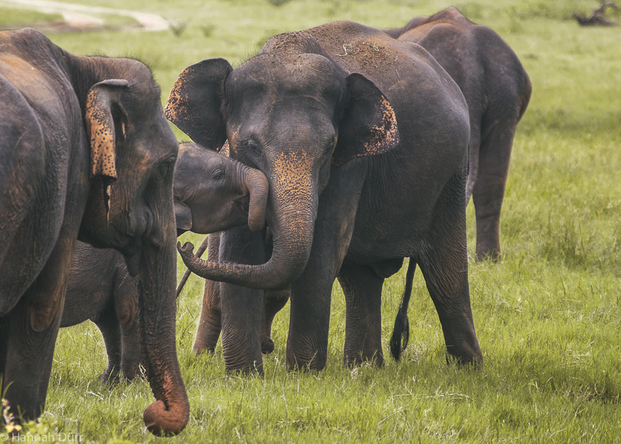 Elefanten beim Kuscheln bei einer Elefantensafari im Kaudulla Nationalpark in Sri Lanka
