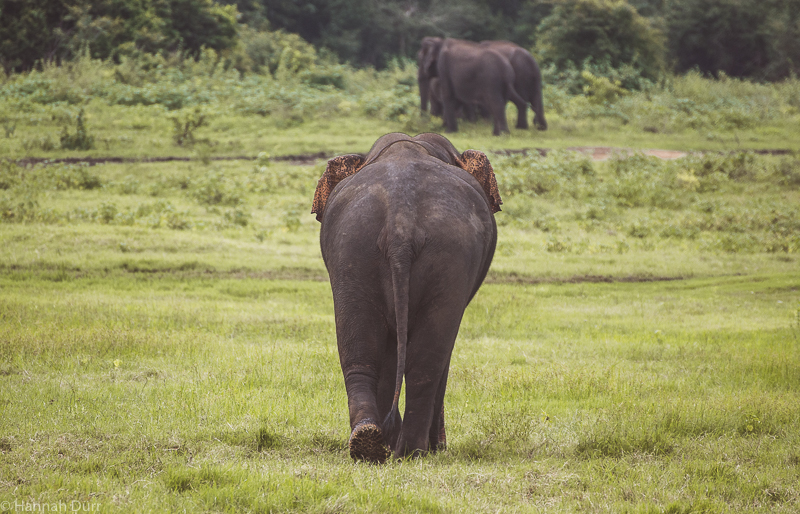 Elefanten ganz nah bei einer Elefantensafari im Kaudulla Nationalpark in Sri Lanka