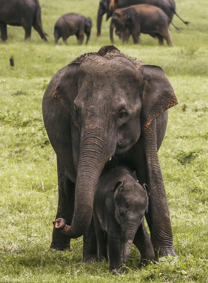 Elefanten ganz nach bei einer Elefantensafari im Kaudulla Nationalpark in Sri Lanka